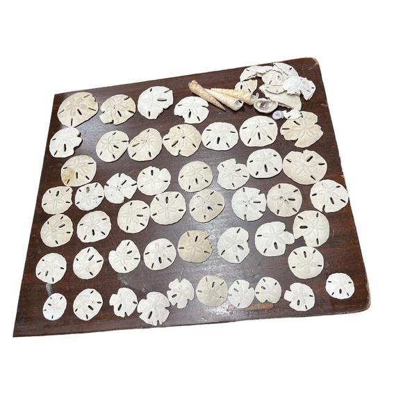 Sand Dollar Lot 45 Pieces Plus Beach Decor Sea Shells - Picture 1 of 13